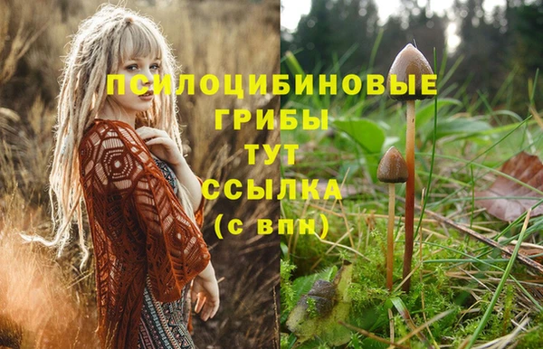 ешки Аркадак